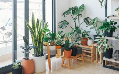 Indoor Gardening: How to Grow Plants Successfully in Your Home